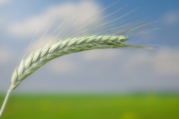 Unripe Wheat on blue sky