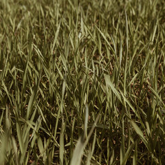 Green grass field pattern. Minimal natural background.