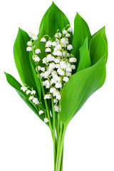 Lily of the valley flower bouquet on white background isolated close up, beautiful delicate may lilies flowers bunch with green leaves, convallaria majalis, decorative floral design for greeting card