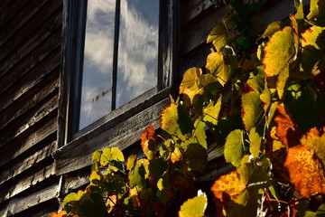 Autumn grape wine leaves with old wood shed in background