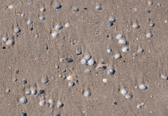 Fototapeta na wymiar Muscheln liegen am Sandstand an der Nordsee bei Sankt Peter-Ording Strand
