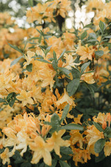 Closeup of beautiful orange rhododendron flowers bloom bush. Summer floral foliage composition