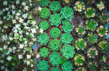 Beautiful succulent plants in tiny plant pots arranged in plant shop.