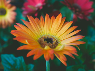 Bouquet of yellow and red gerberas blooming in the garden, yellow Gerbera flowers. select focus. Dark and film tone, Soft focus