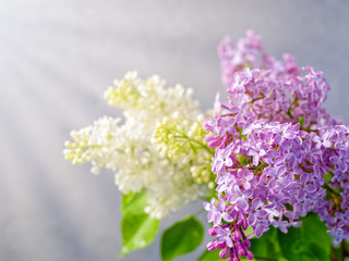 Flower composition. Branches of blooming lilacs are lit by the sun. Gray background. A closeup view.