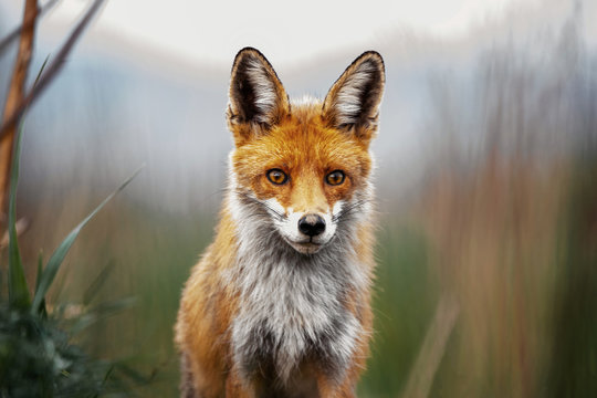 Close up of a red fox in the wilderness.