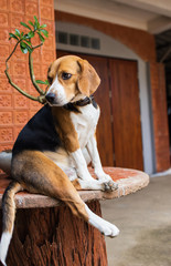 small cute beagle puppy dog looking up