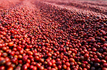 Fototapeta premium Coffee beans drying in the sun. Coffee plantations at coffee farm