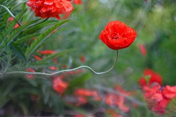Poppy flower in the garden closeup.