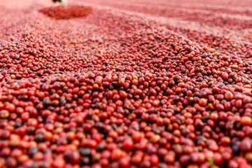 Coffee beans drying in the sun. Coffee plantations at coffee farm
