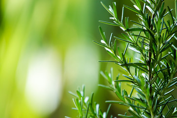 Fresh Rosemary Herb grow outdoor. Rosemary leaves Close-up.