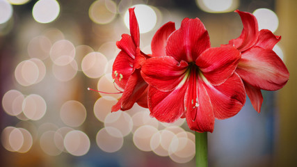 Red Amaryllis flowers with natural bokeh background