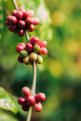 Coffee beans ripening on tree in North of thailand