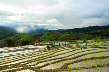 Rice fields on terraced at Chiang Mai, Thailand