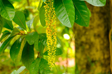 Laburnum, sometimes called golden chain or golden rain in a forest.