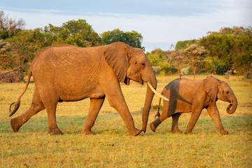 Fototapeta na wymiar African elephant and calf walk past bushes