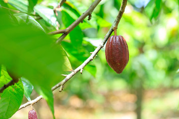 Cacao Tree (Theobroma cacao). Organic cocoa fruit pods in nature.