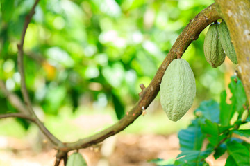 Cacao Tree (Theobroma cacao). Organic cocoa fruit pods in nature.