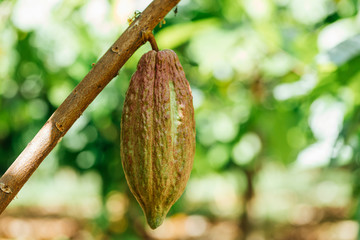 Cacao Tree (Theobroma cacao). Organic cocoa fruit pods in nature.