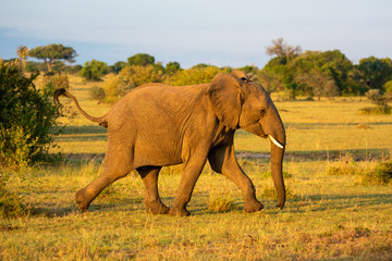 Naklejka na ściany i meble African elephant running past bushes on savannah