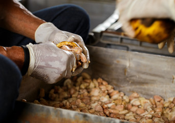 Cocoa beans and cocoa pod on a wooden surface.