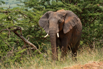 Naklejka premium African elephant stands near trees in sunshine