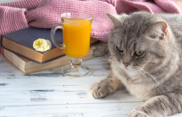 A glass of orange juice, old books and grey scottish straight cat. Free copy space.