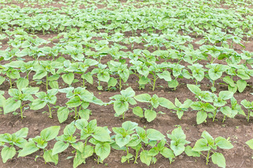 Sunflower field landscape. Fresh photography of green plants of the sunflowers at a clear rainy spring day.