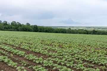 Sunflower field landscape. Fresh photography of green plants of the sunflowers at a clear rainy spring day.