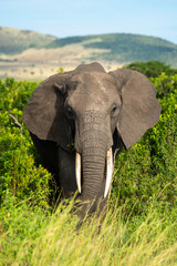 Fototapeta na wymiar African elephant stands watching camera from bushes