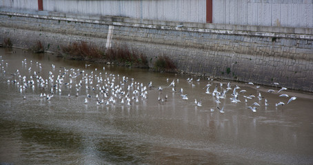 Flock of seagulls in the river, resting and flying