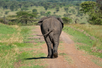 Fototapeta premium African elephant walks from camera swinging tail