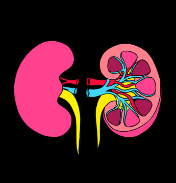 Kidneys