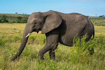 Naklejka na ściany i meble African elephant walks past bush on plain