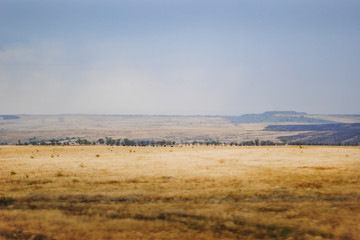 Fototapeta na wymiar view of wheat fields and pasture