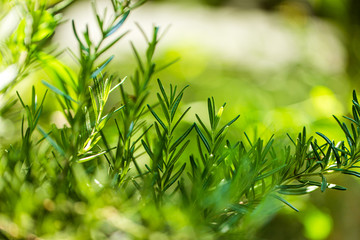 Fresh Rosemary Herb grow outdoor. Rosemary leaves Close-up.