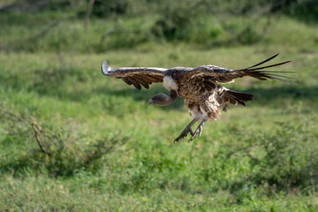African white-backed vulture comes in to land