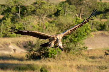 Fototapeta na wymiar African white-backed vulture dips head before landing