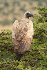 African white-backed vulture in thornbush looking right