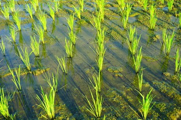Young rice plant in the rice field.