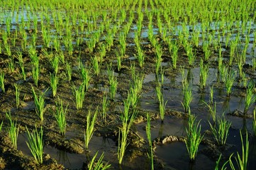 Young rice plant in the rice field.
