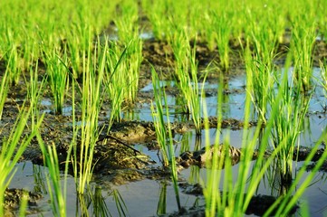 Young rice plant in the rice field.