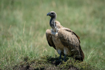 African white-backed vulture standing on grassy mound