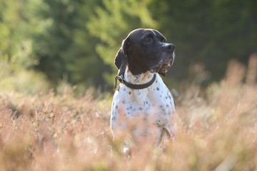dog english pointer sitting in the grass 