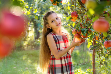
Beautiful girl harvests apples. Apple orchard. The child holds apples and a basket with apples in his hands. A walk in the garden. Long-haired girl smiles and walks in nature