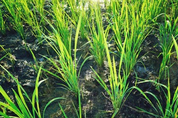 Fototapeta premium Young rice plant in the rice field.