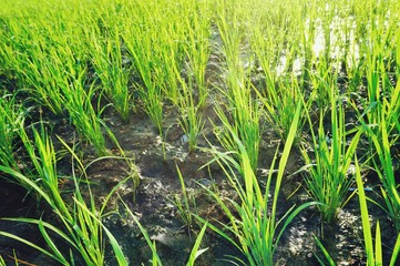 Obraz premium Young rice plant in the rice field.