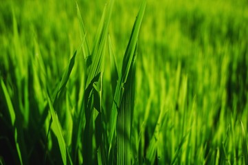 Young rice plant in the rice field.