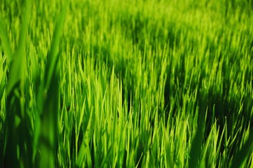 Young rice plant in the rice field.