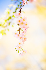 Pink Cherry blossom branch in bloom. Spring concept. Copy space.